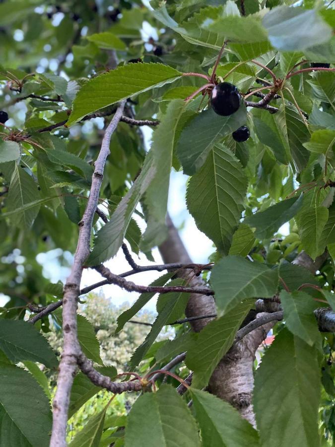 Bujtina Gjyshi Ilo Ξενοδοχείο Tushemisht Εξωτερικό φωτογραφία